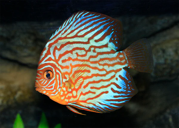Turquoise Discus